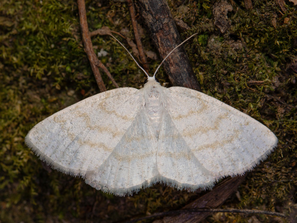 Světlokřídlec osikový