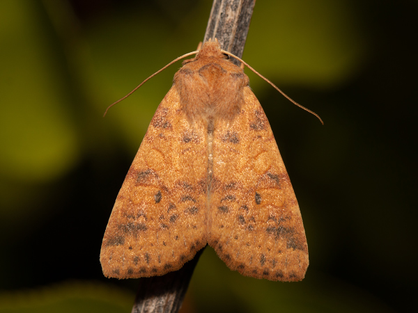 Dusky-lemon Sallow