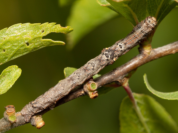 Messenger Moth