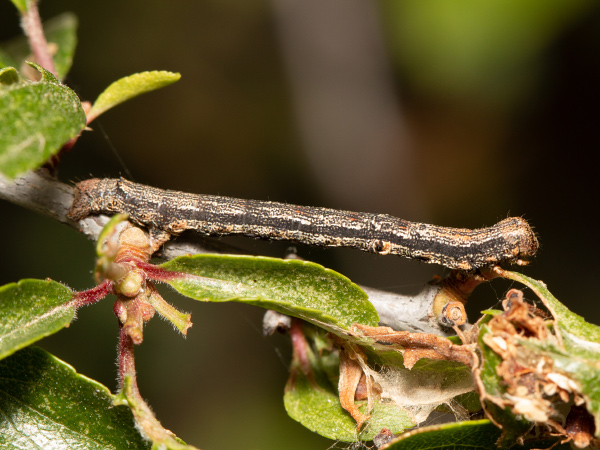 Scarce Umber
