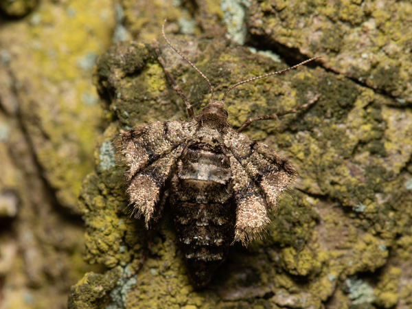 Tmavoskvrnáč tečkovaný