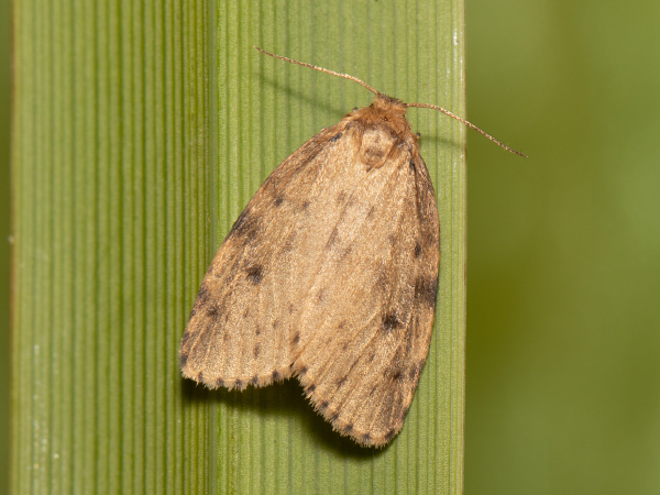 Round-winged Muslin
