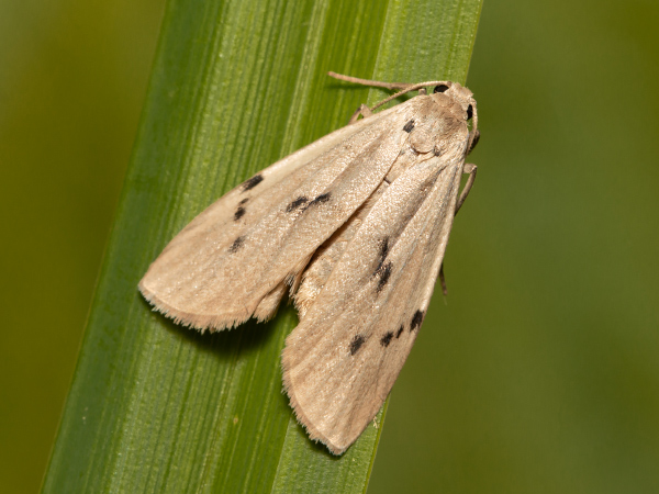 Dotted Footman