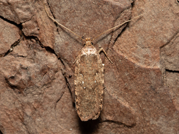 Common Flat-body