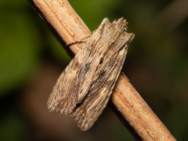 Pale Pinion