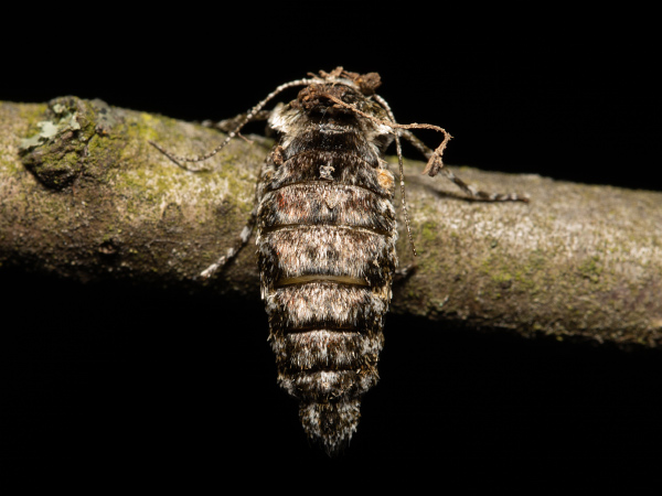 Drsnokřídlec hrušňový