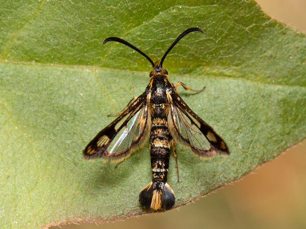 Clearwing Moth