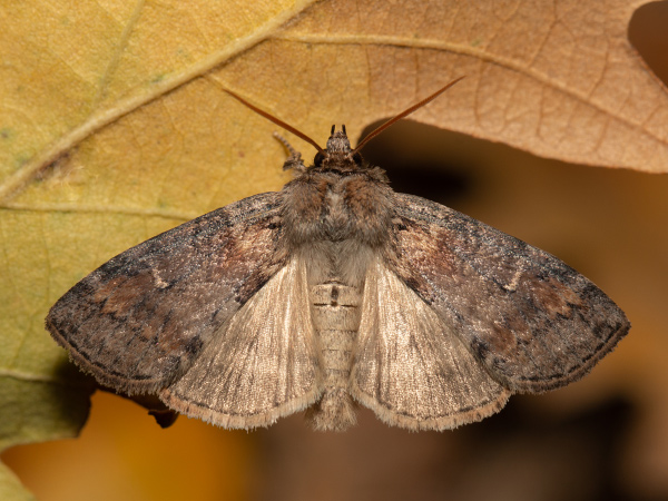 Lesser Lutestring