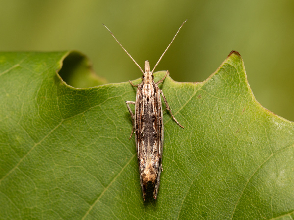 Wainscot Smudge