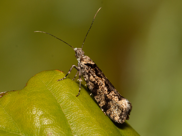 Osterhasenfalter