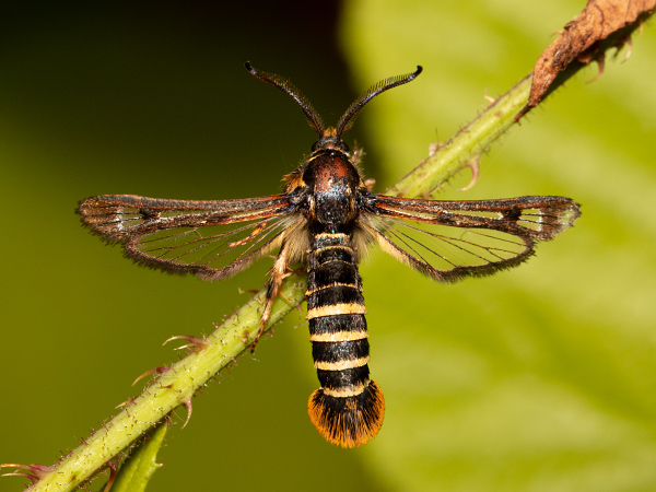 Raspberry Clearwing Moth