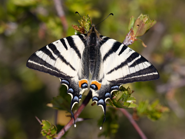 Scarce Swallowtail