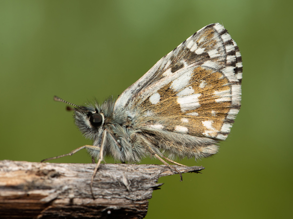 Olive Skipper