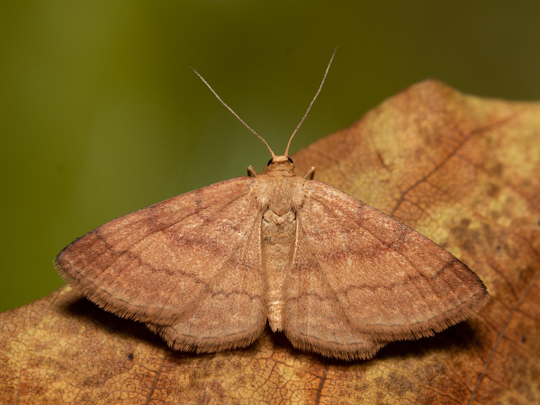 Tawny Wave