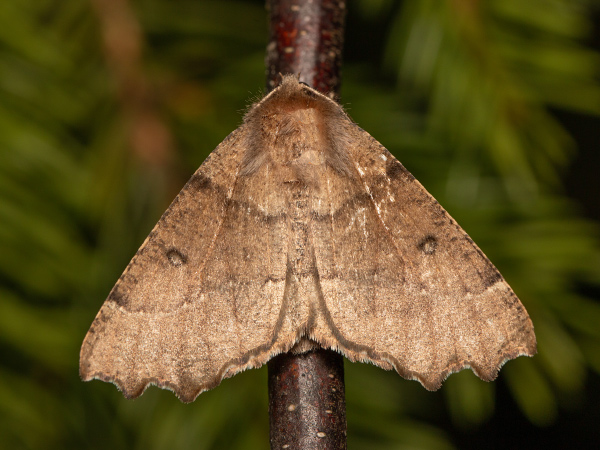 Scalloped Hazel