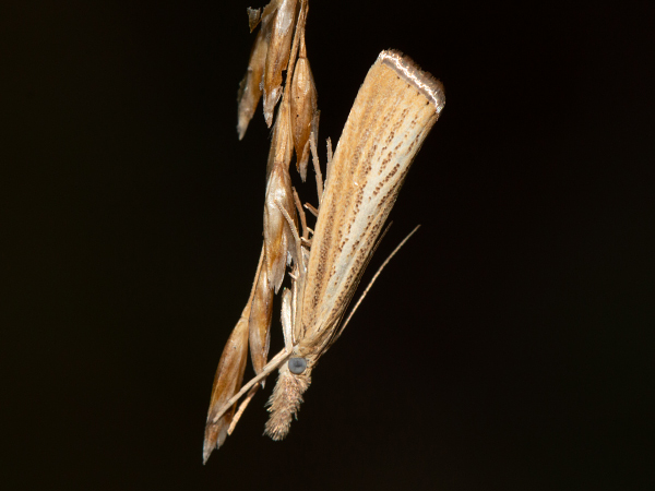 Straw Grass-veneer