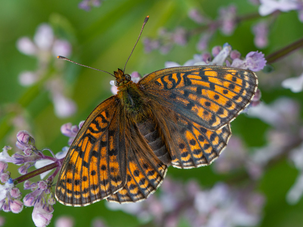 Twin-spot Fritillary