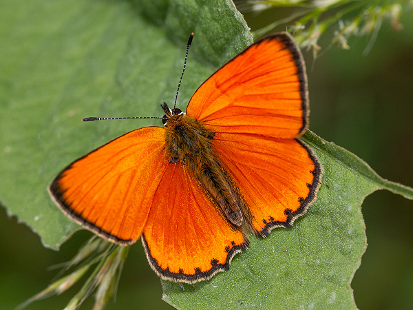 Scarce Copper
