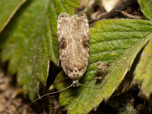 Weißer Plattleibfalter