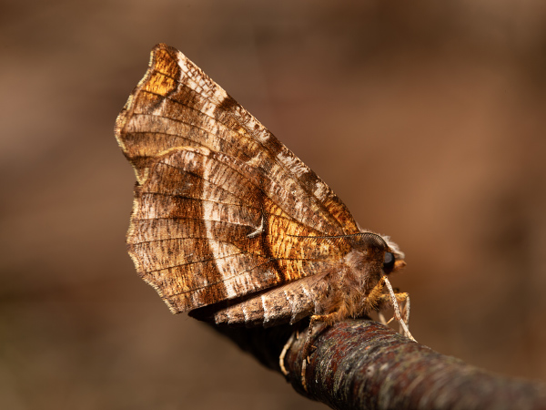 Zejkovec řešetlákový