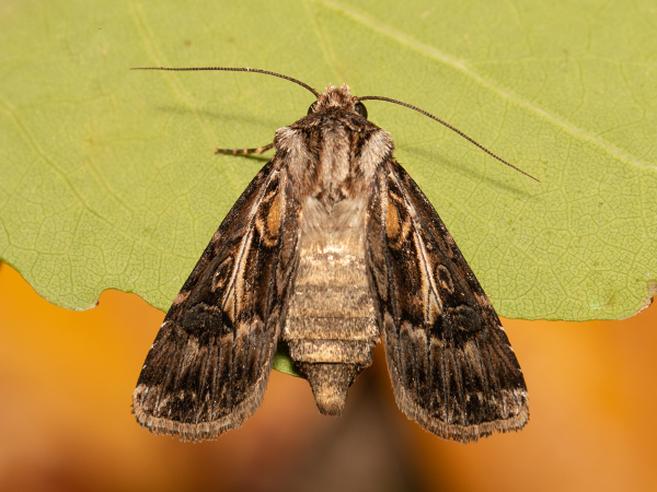 Siatica čiernoškvrnná