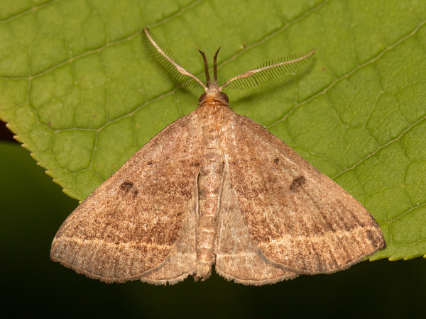 Plumed Fan-foot