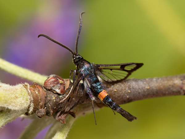 Red-belted Clearwing