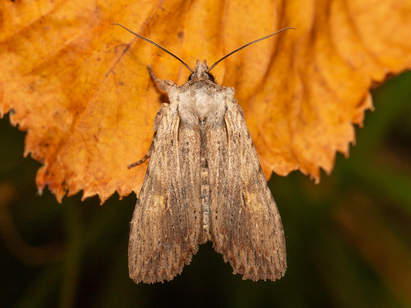 Gelbbraune Rindeneule