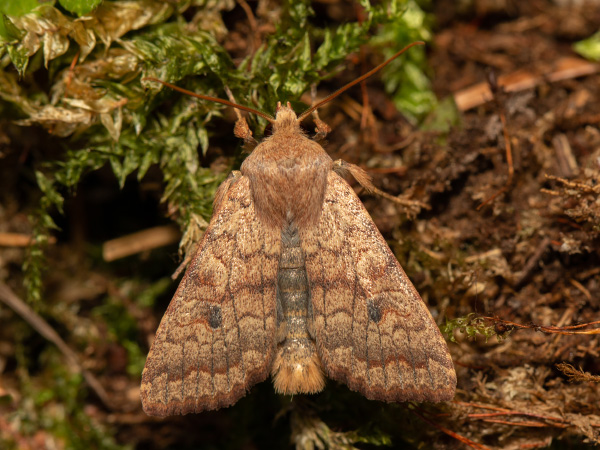 Brick
