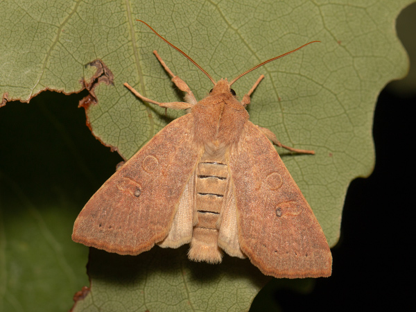 Pale-lemon Sallow