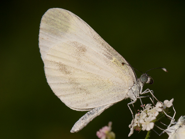 Wood White