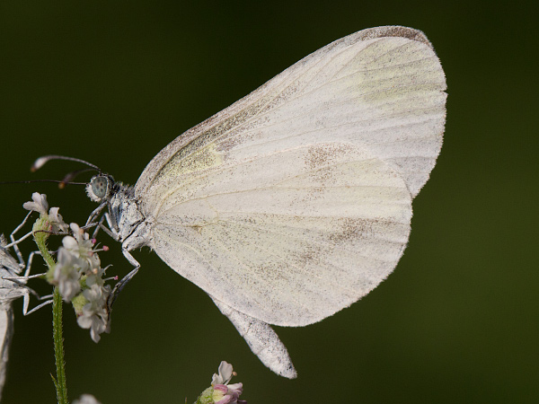 Bělásek hrachorový