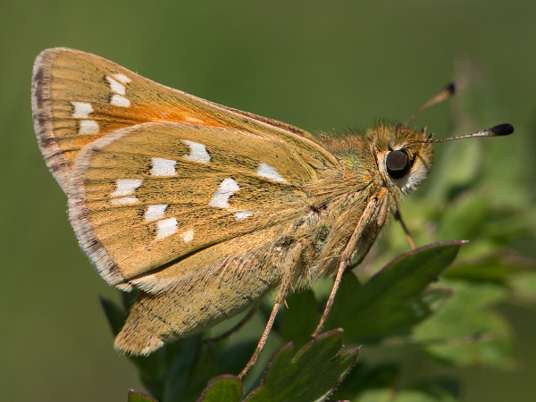 Komma-Dickkopffalter