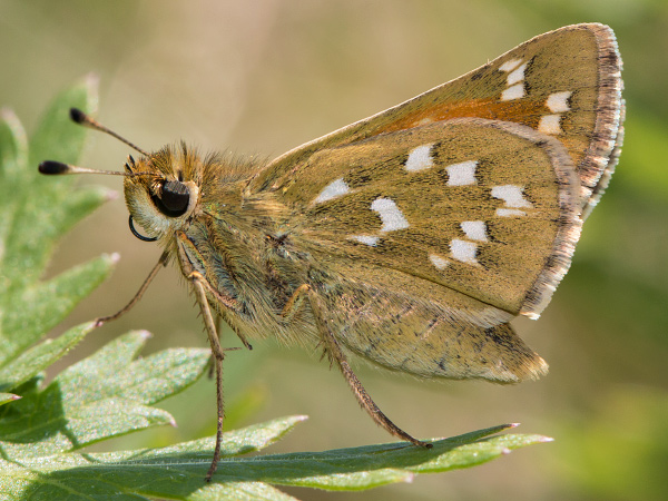 Komma-Dickkopffalter