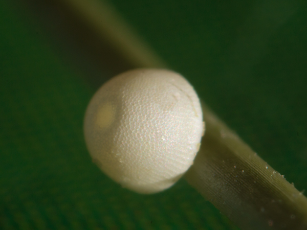 Komma-Dickkopffalter