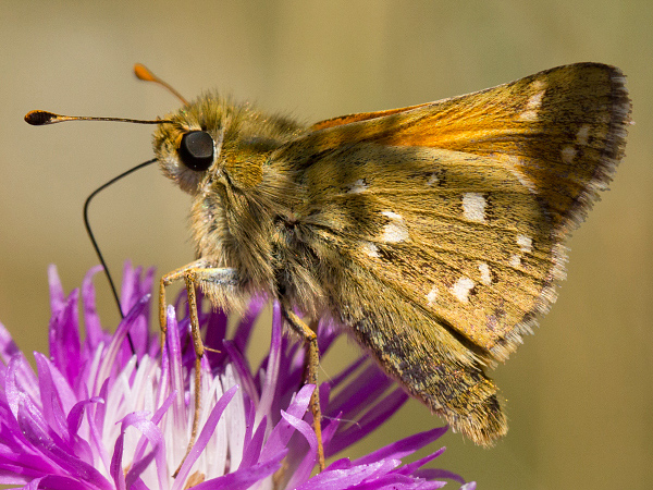 Komma-Dickkopffalter