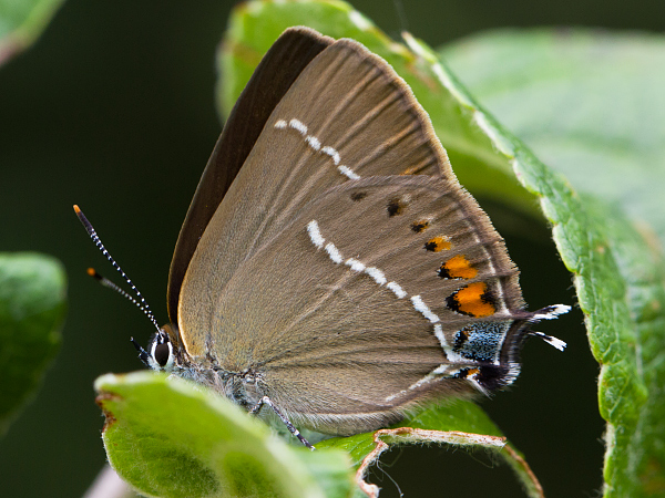 Ostruháček trnkový