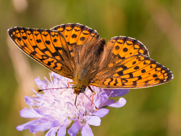 Perlovec sirôtkový