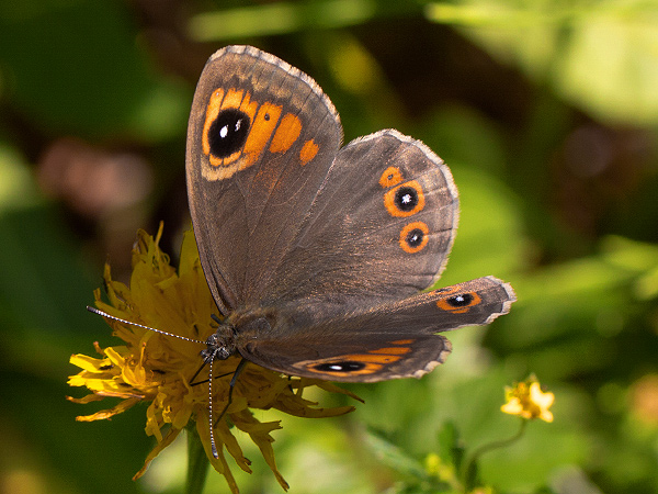 Očkáň jačmienkový