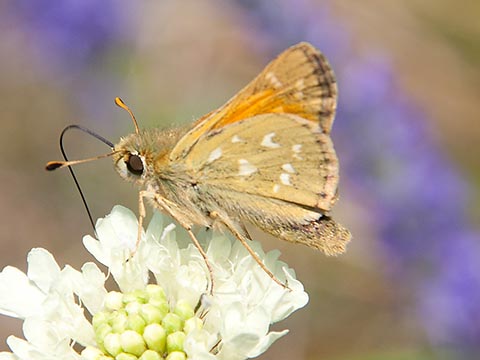 Komma-Dickkopffalter