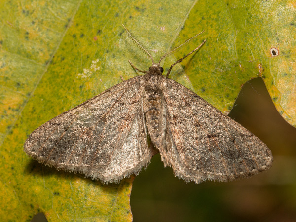 Messenger Moth