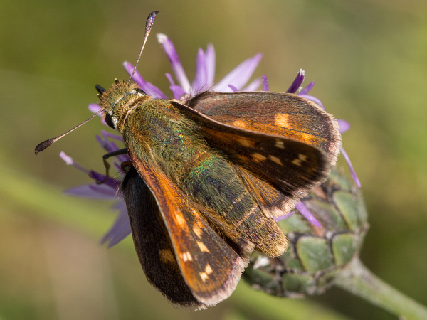 Komma-Dickkopffalter