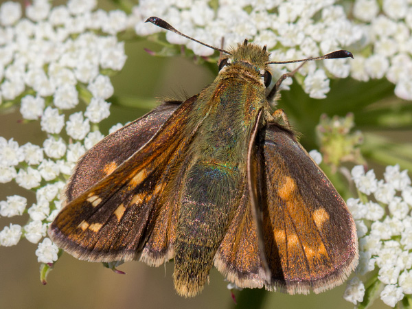 Komma-Dickkopffalter