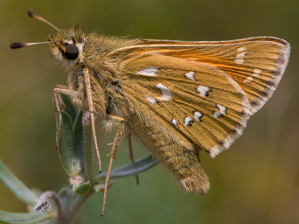 Komma-Dickkopffalter
