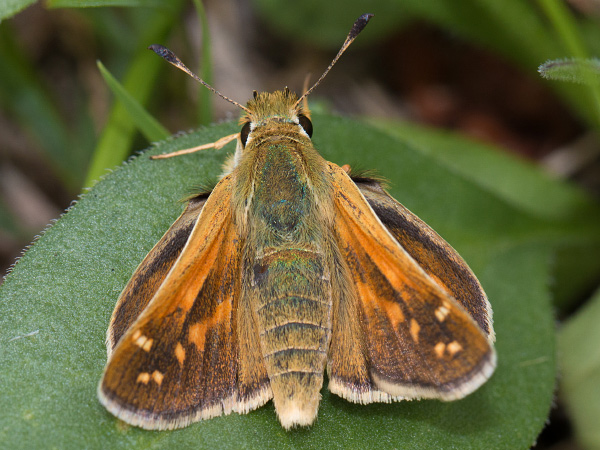 Komma-Dickkopffalter