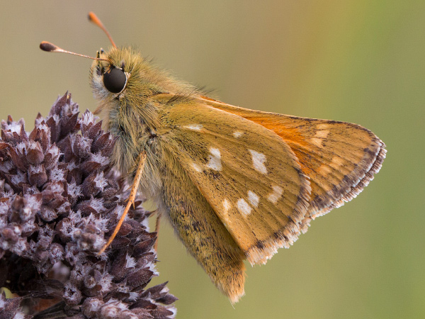 Komma-Dickkopffalter