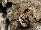 Tmavoskvrnáč tečkovaný - Agriopis marginaria