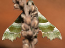 Willowherb Hawk-moth - Proserpinus proserpina