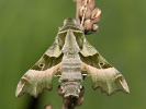 Willowherb Hawk-moth - Proserpinus proserpina
