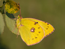 Berger's Clouded Yellow - Colias alfacariensis